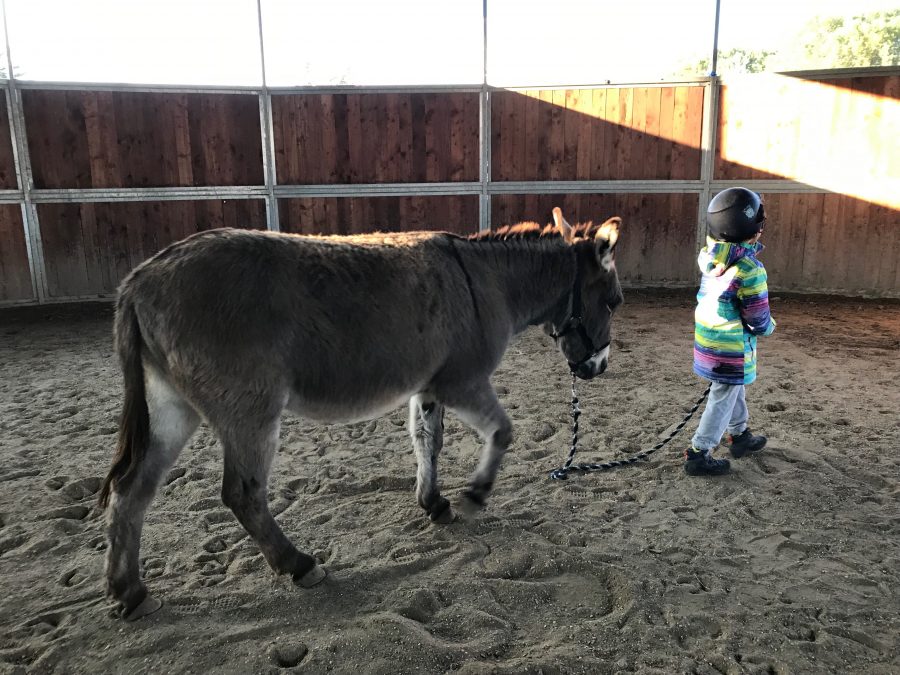 Accademia degli autismi: esempio di inclusione sociale