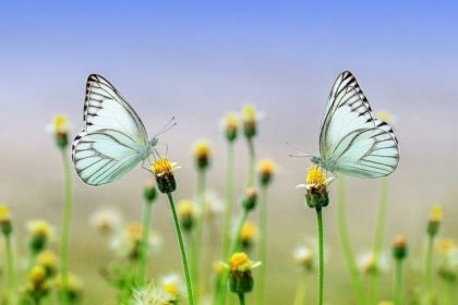 Contatto con la natura: benefici per corpo e mente